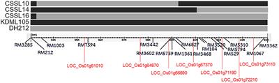 Combining Genome and Gene Co-expression Network Analyses for the Identification of Genes Potentially Regulating Salt Tolerance in Rice